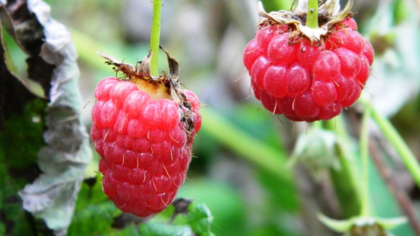 Helga Schmidt banner