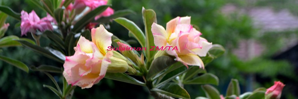 SulaimanZM's profile banner image