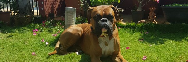 vikalpjain Profile Banner