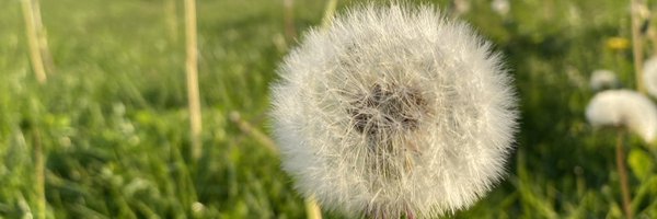 birgitj Profile Banner