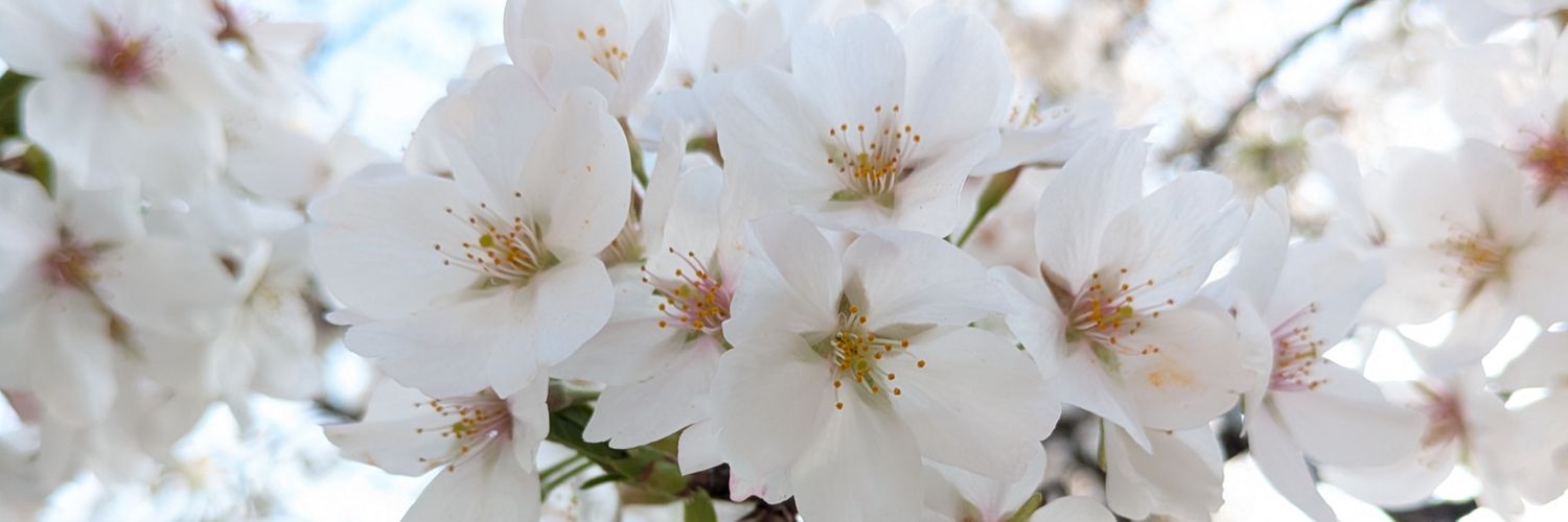 りっちゃん🦑 banner