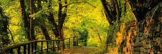 NatureOfBeaut's profile banner image