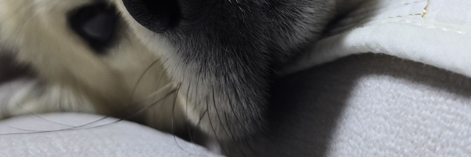 부기고래🐳 banner