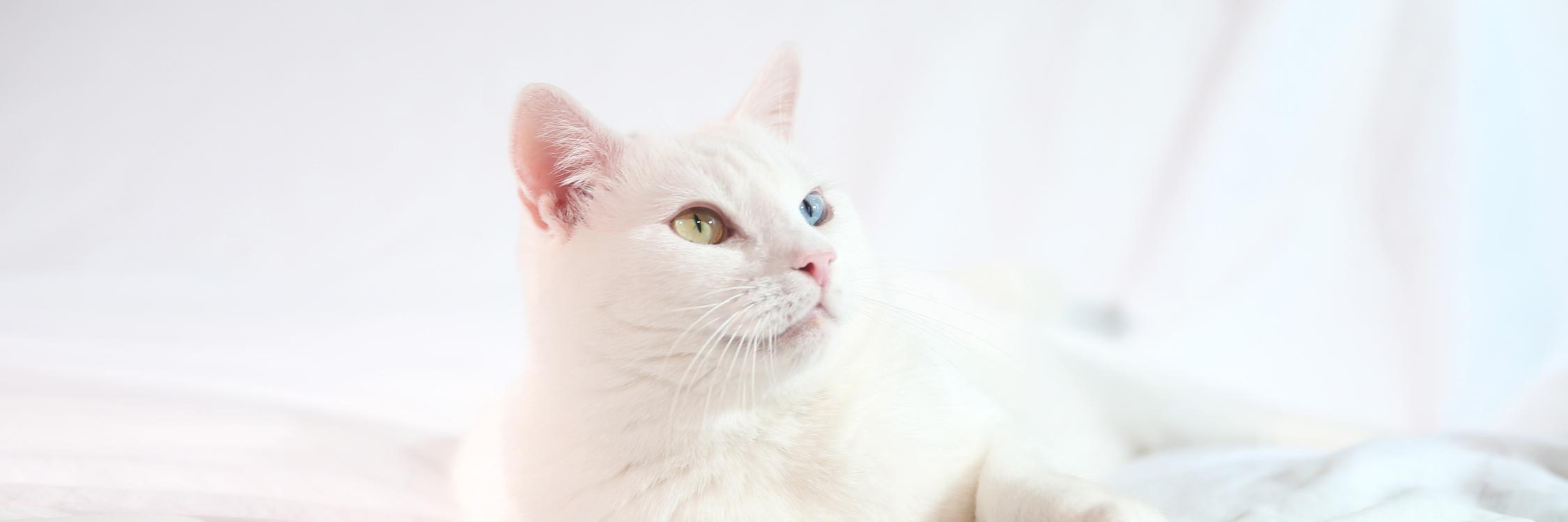 M7Cats's profile banner image
