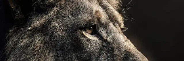 rojindiba's profile banner image