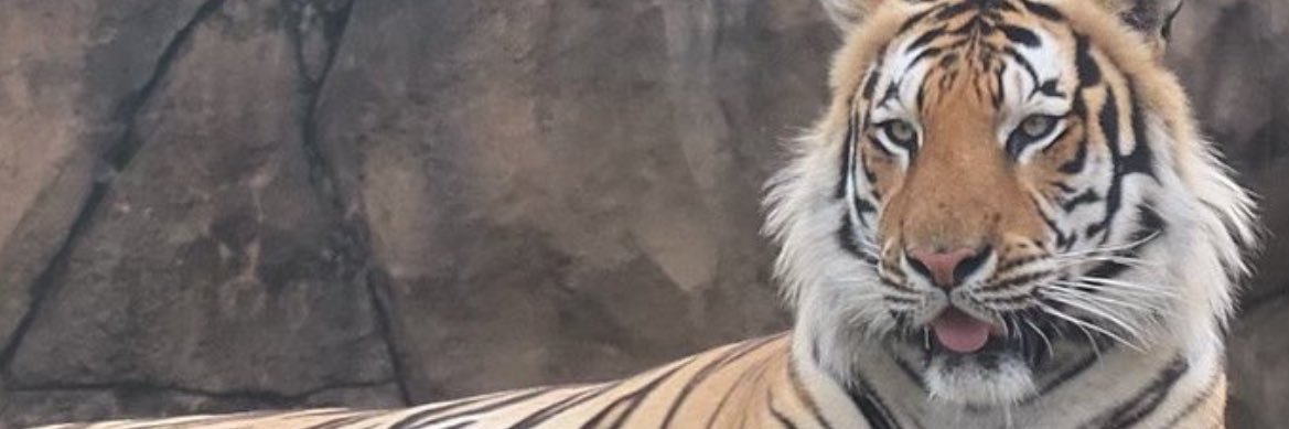 Cajun AF banner