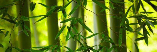 Lily_TYU's profile banner image