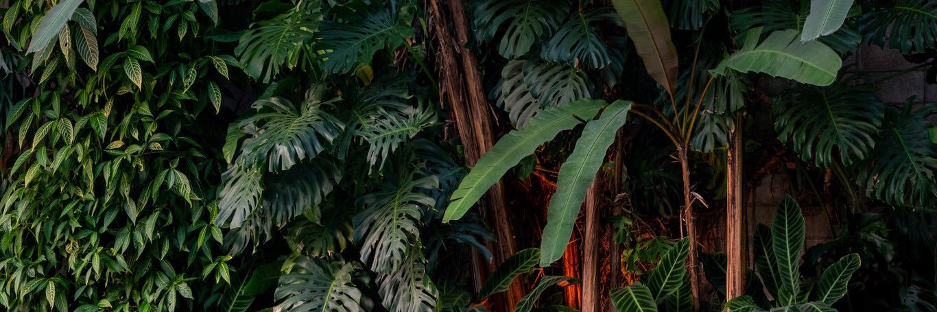 trpicalist's profile banner image