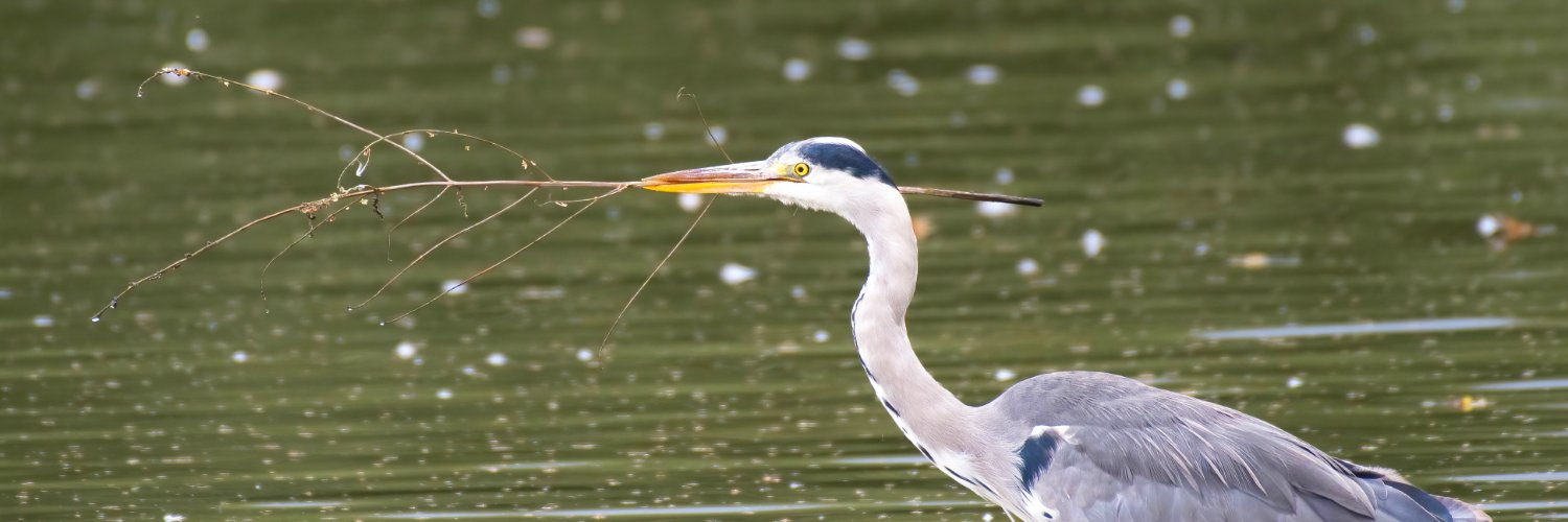 Shropshire Ornithological Society banner