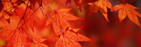 Sandy Osterday banner