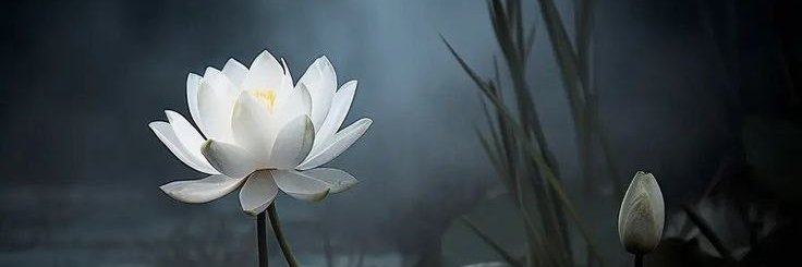 AriatonniF's profile banner image