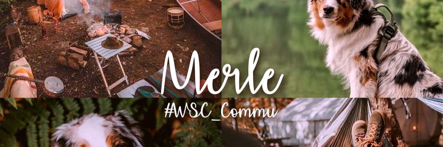 Merle_WSC banner