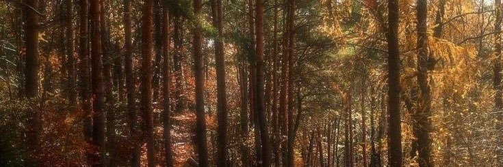 ―✦ 𝘚𝘢𝘪𝘺𝘪 ―✦ banner