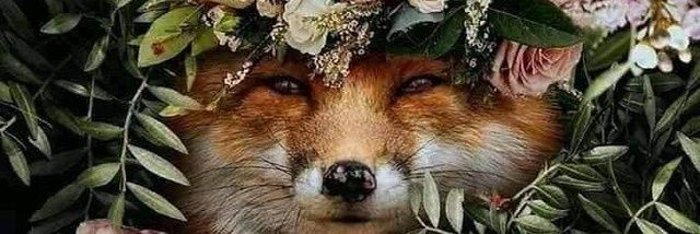 MountainFoxx75's profile banner image