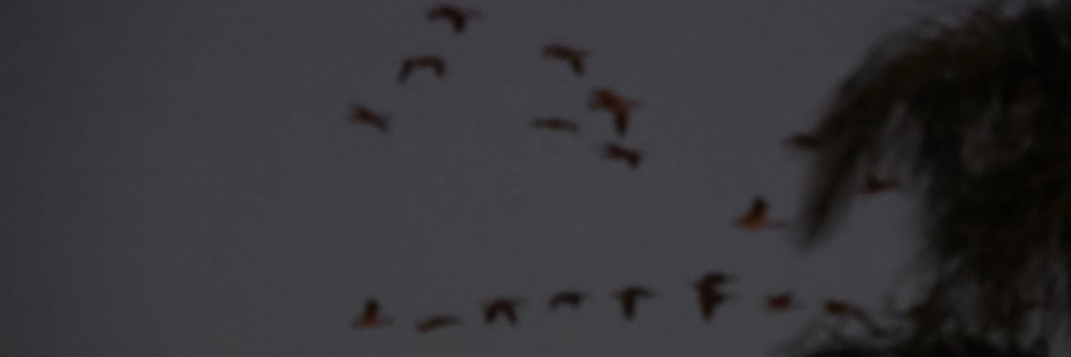 sinfulshellsx's profile banner image