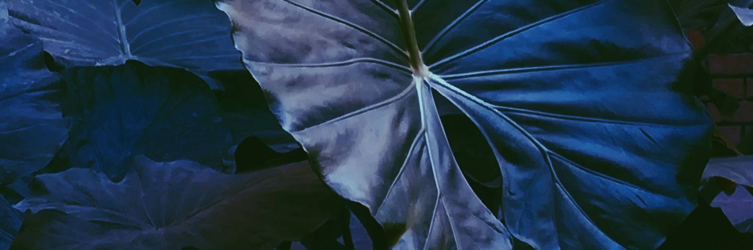 AbdAllahMMonir's profile banner image
