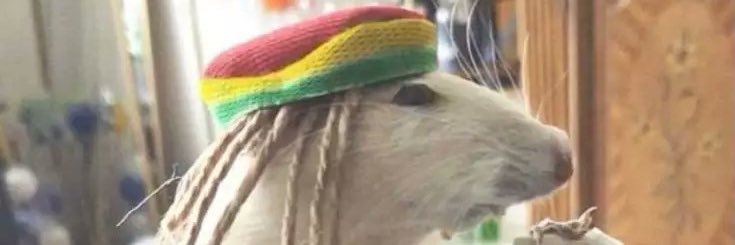 ratsafari's profile banner image