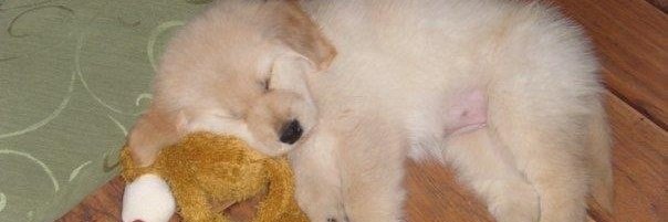 🐾𝚘𝚞𝚙𝚙𝚢🐾 banner