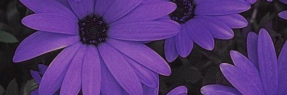 step_tilly's profile banner image