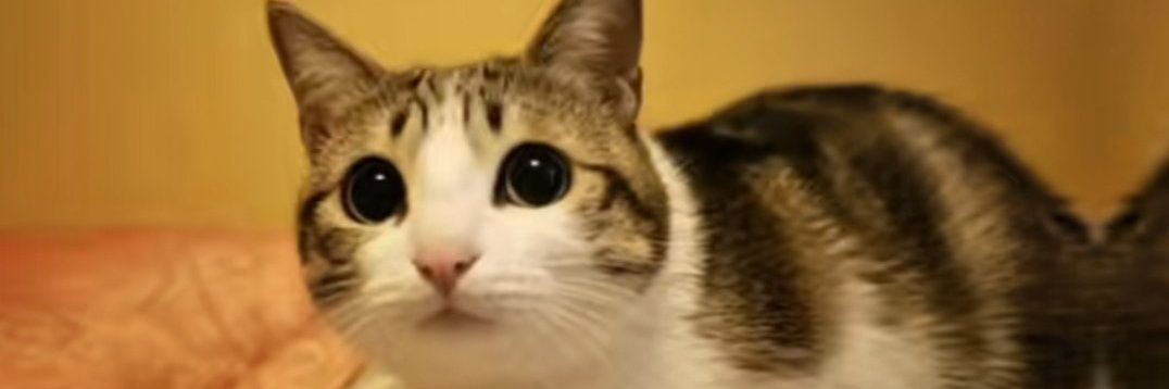servinpurefag's profile banner image
