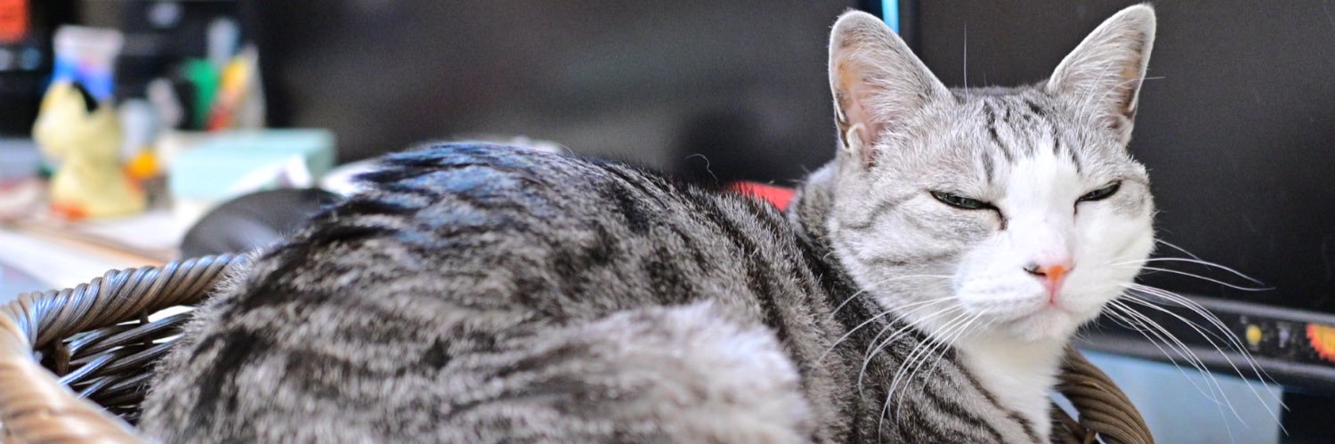 にんじゃ（下忍） banner