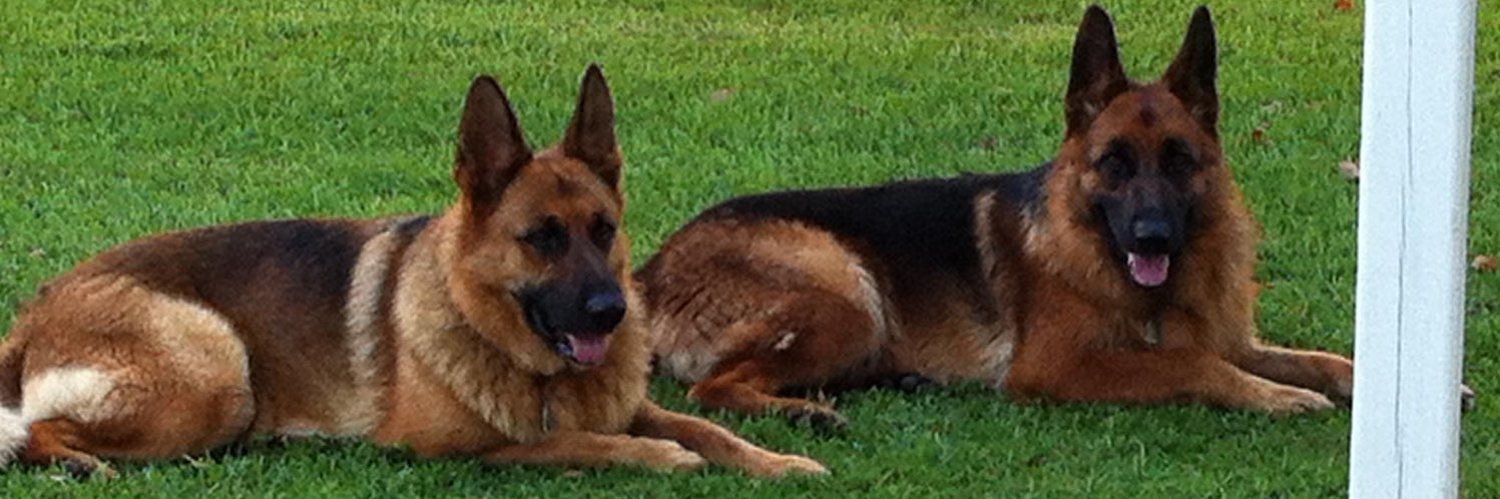 Essy banner