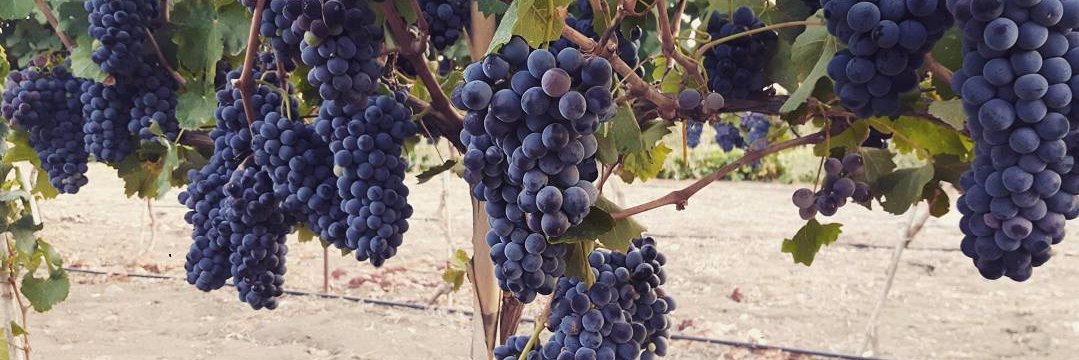 Gabriele Serreli banner