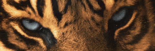 ابو سالم banner