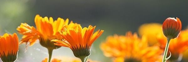 Marigold(ติดงาน) banner