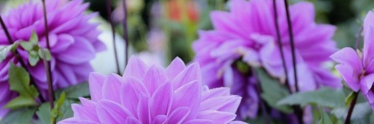 DorisDelilahSF's profile banner image