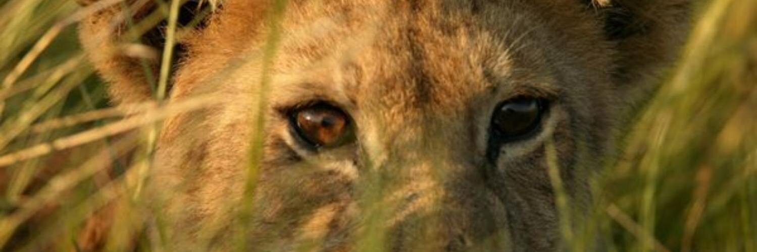 ShaniceMeshell's profile banner image
