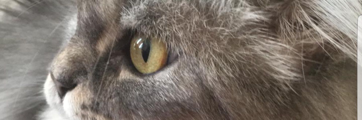 zekoo57's profile banner image