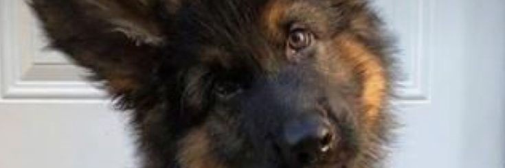 BrahminSherlock's profile banner image