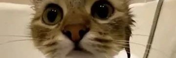Rowie_IDK's profile banner image