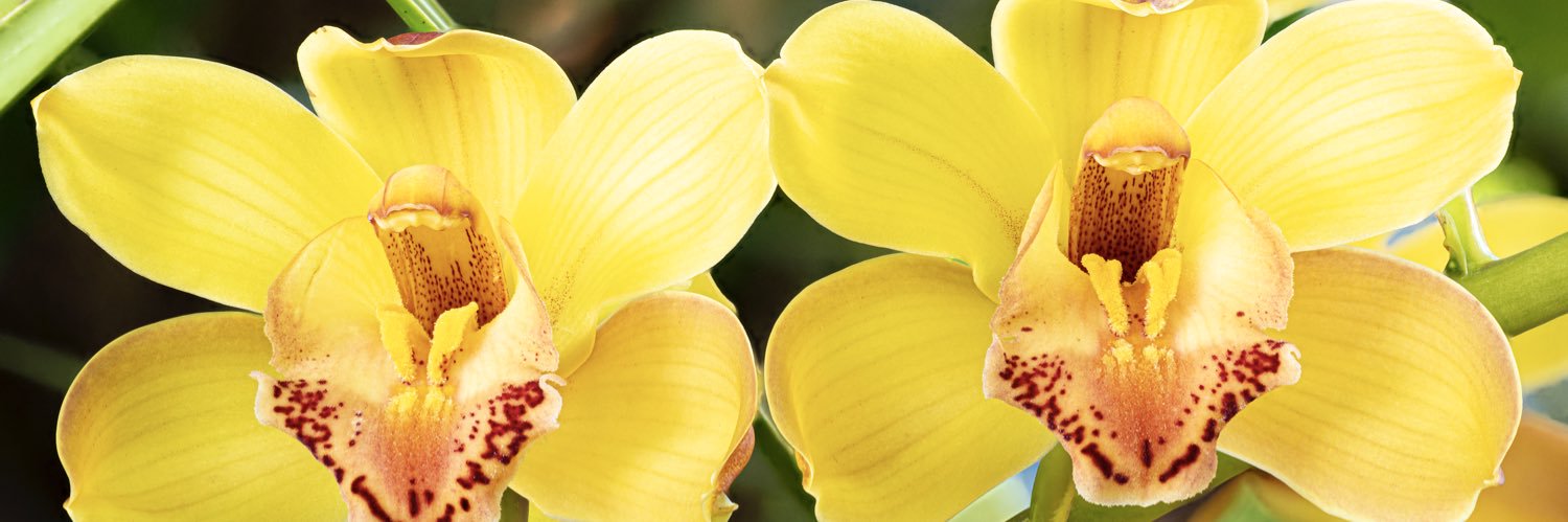lewisginter's profile banner image