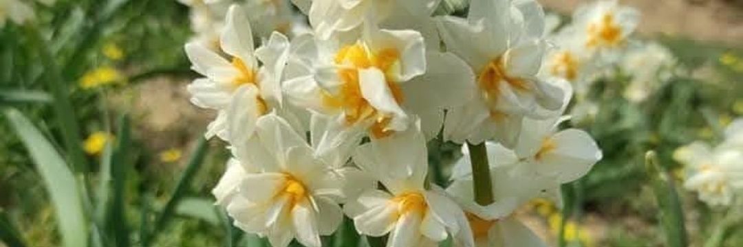 _1234_baskan's profile banner image