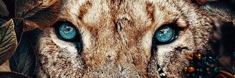 biamenesesss's profile banner image