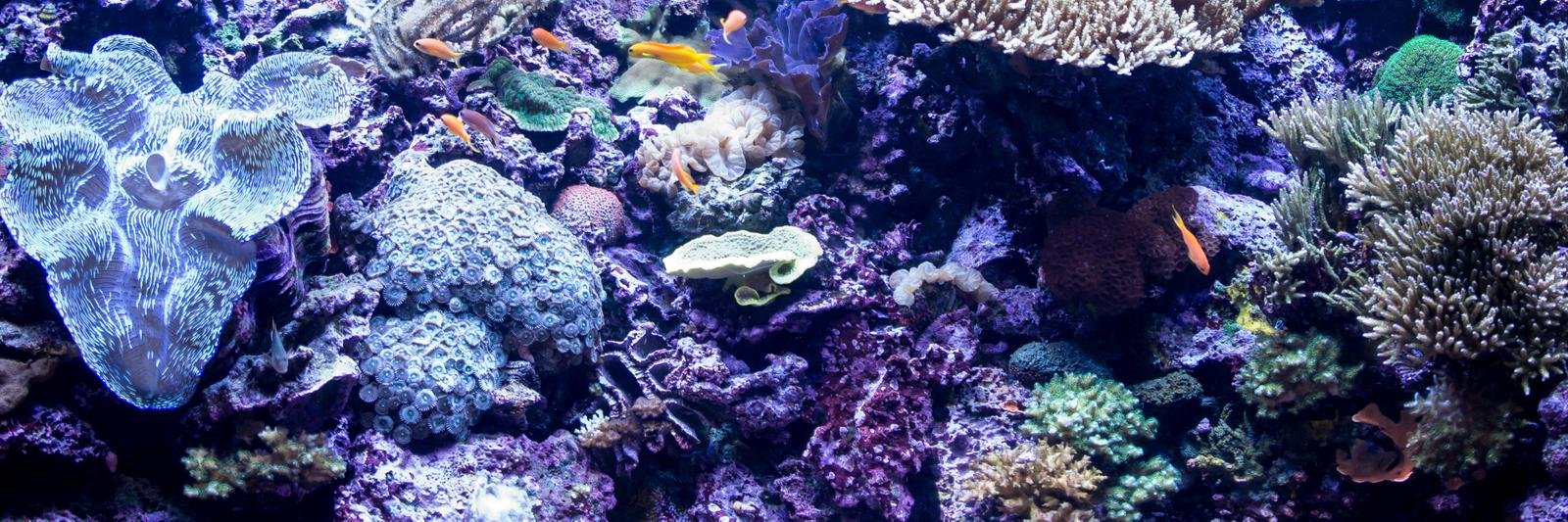 Christine Archer RVT 🇨🇦 banner