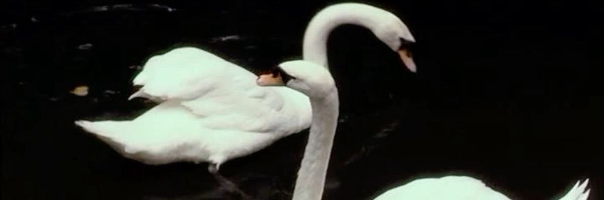 sageslices's profile banner image