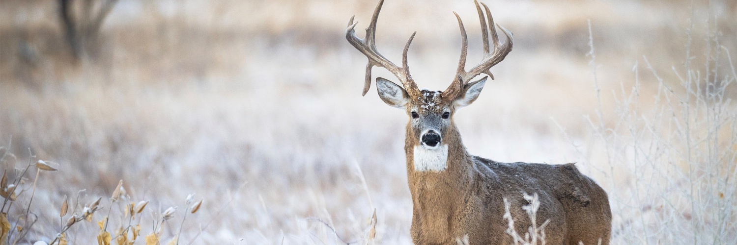 MSU Wildlife, Fisheries, and Aquaculture banner