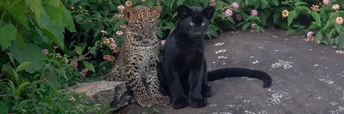 ShamarshowtimeVICK banner