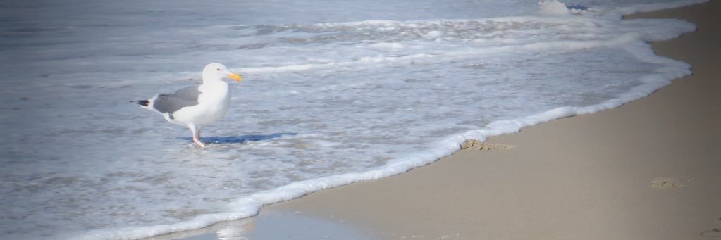 Sophia banner