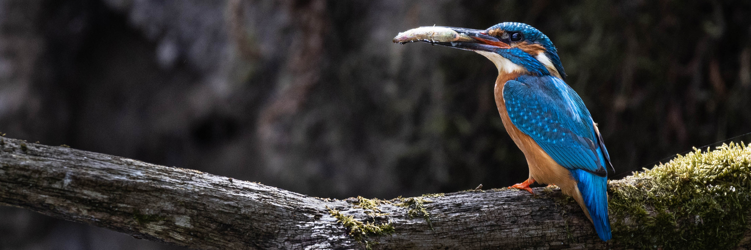 Lasse Hørdal Thomsen banner