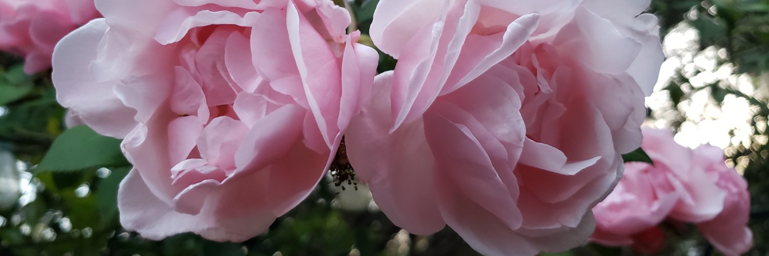 Deborah_8050's profile banner image