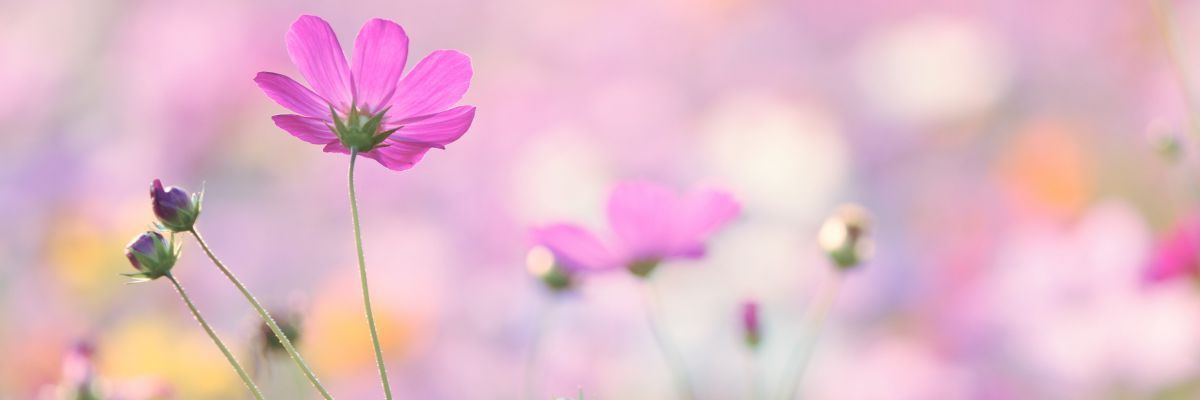 na_ffy33's profile banner image
