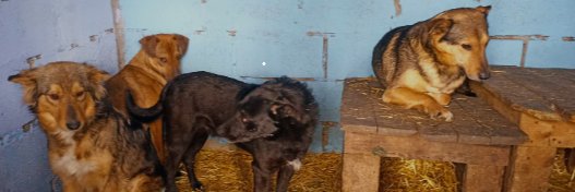 VoiceForPaws's profile banner image