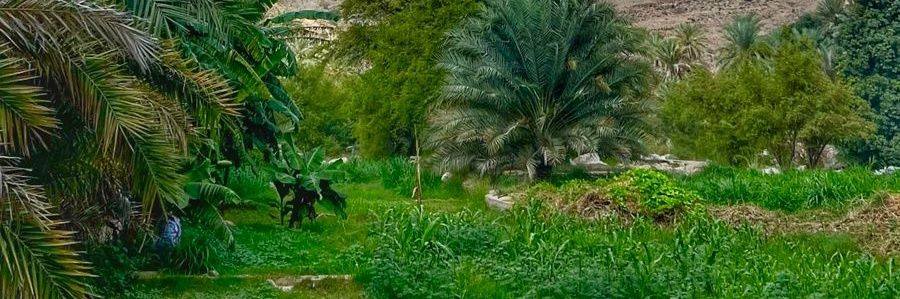 mwalhat64068's profile banner image