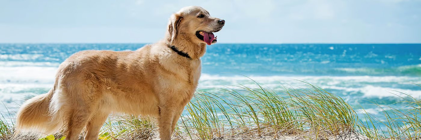 Zari🐕 banner