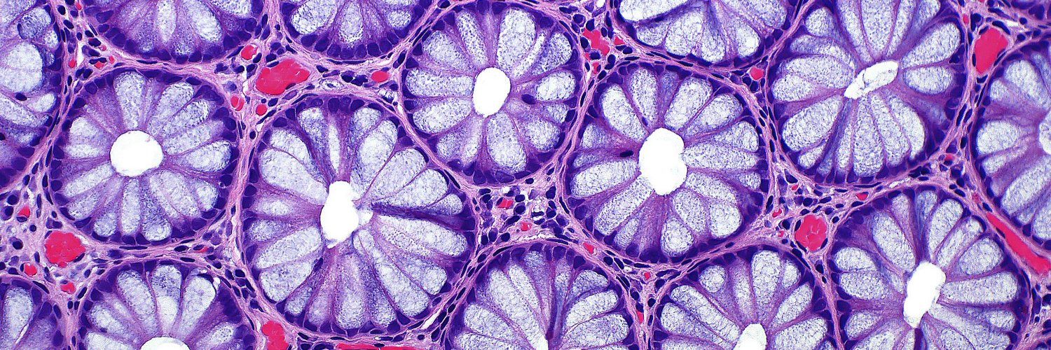 Luc4Pathology's profile banner image