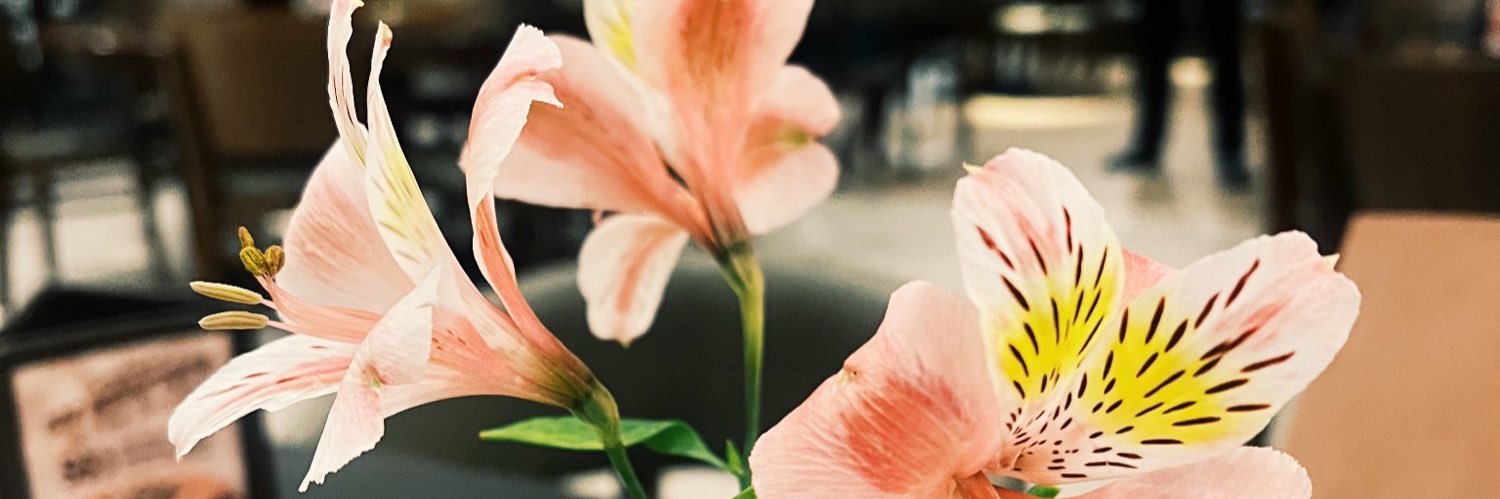 carolinabrbz's profile banner image